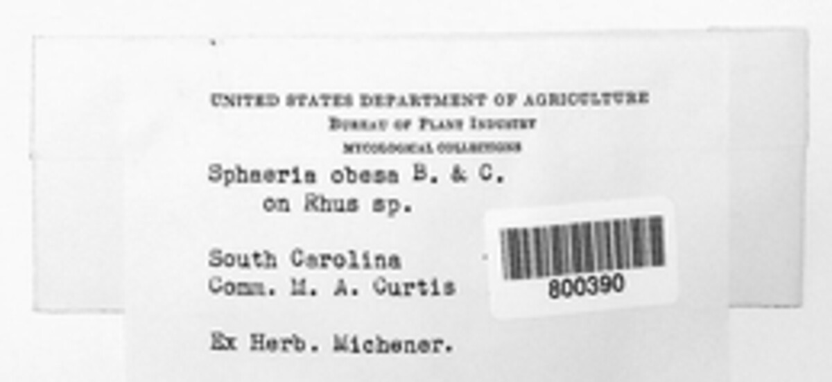 Leptosphaeria obesa image